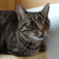 Franklin